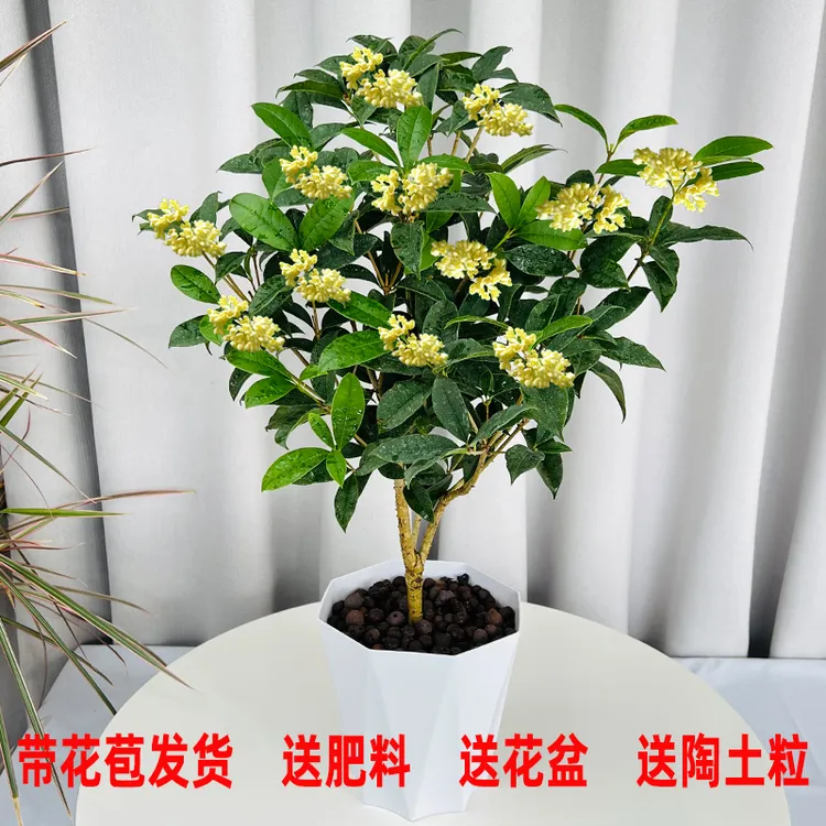 四季桂花盆栽开花花卉阳台庭院好养的耐冻的室内露天盆栽植物紫苏