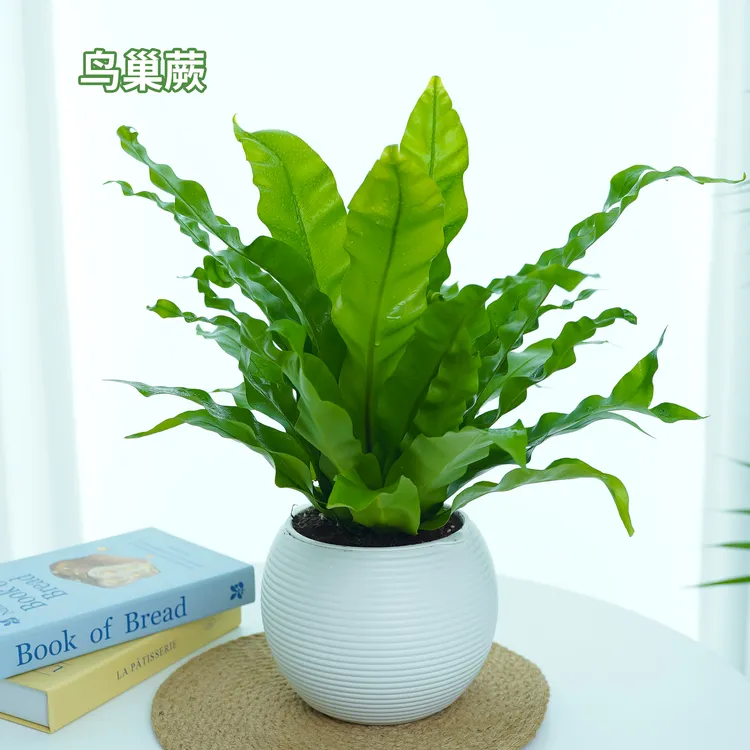鸟巢蕨懒人吸水盆展叶鸟巢室内耐阴的盆栽植物净化空气好养殖蕨类