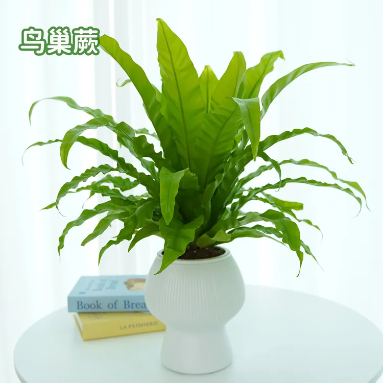 鸟巢蕨懒人吸水盆栽耐阴好养四季常青好易活室内办公室盆栽花卉