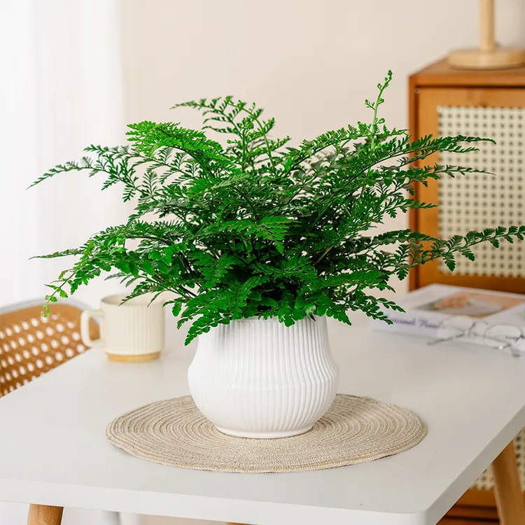 吉姆蕨盆栽绿植室内好养的盆栽植物水养耐阴观叶水培植物盆栽花