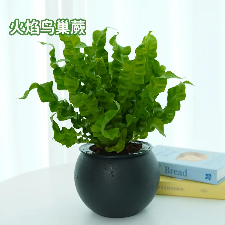 火焰鸟巢蕨盆栽蕨类植物室内办公室客厅网红北欧风四季绿植花卉
