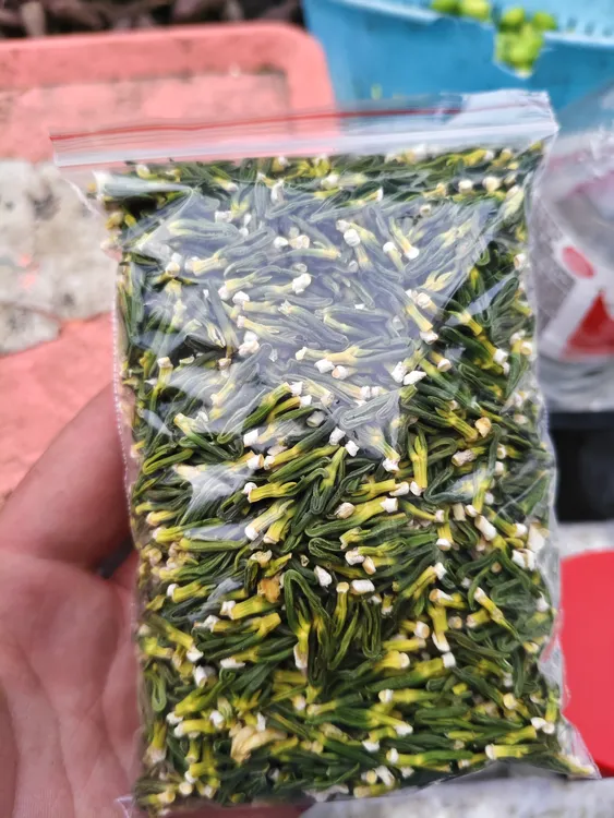 农家手工莲子心泡茶煮粥养身