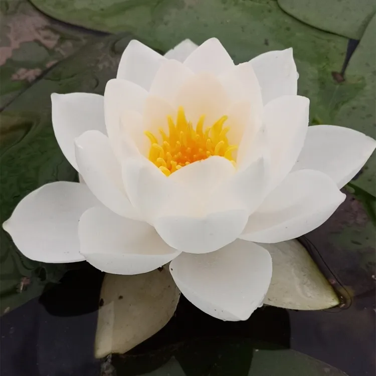 耐寒睡莲根茎苗水生植物花卉白色香味 品种 暹罗茉莉