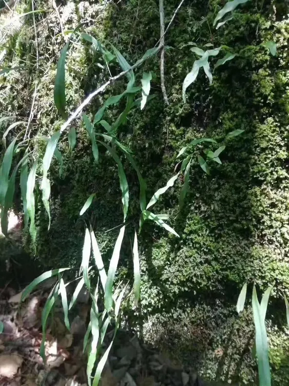 长白山 石头上的绿草 50克（视频同款）送山枸杞