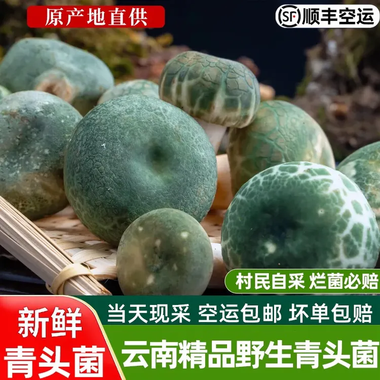 云南新鲜青头菌精品骨朵青头菌绿豆菌顺丰包邮云南野生菌500g