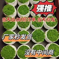 凌先生手工编织盆栽迷你加厚花盆手工花盆