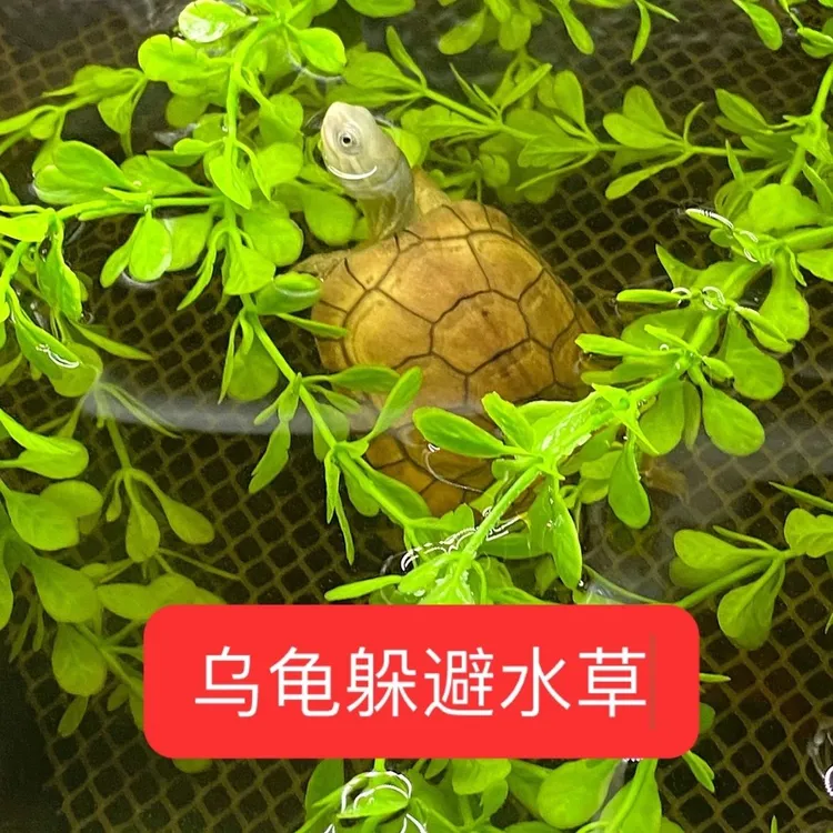 龟苗神器仿真水草鱼缸龟缸造景装饰乌龟水草防溺水躲避用假草植物