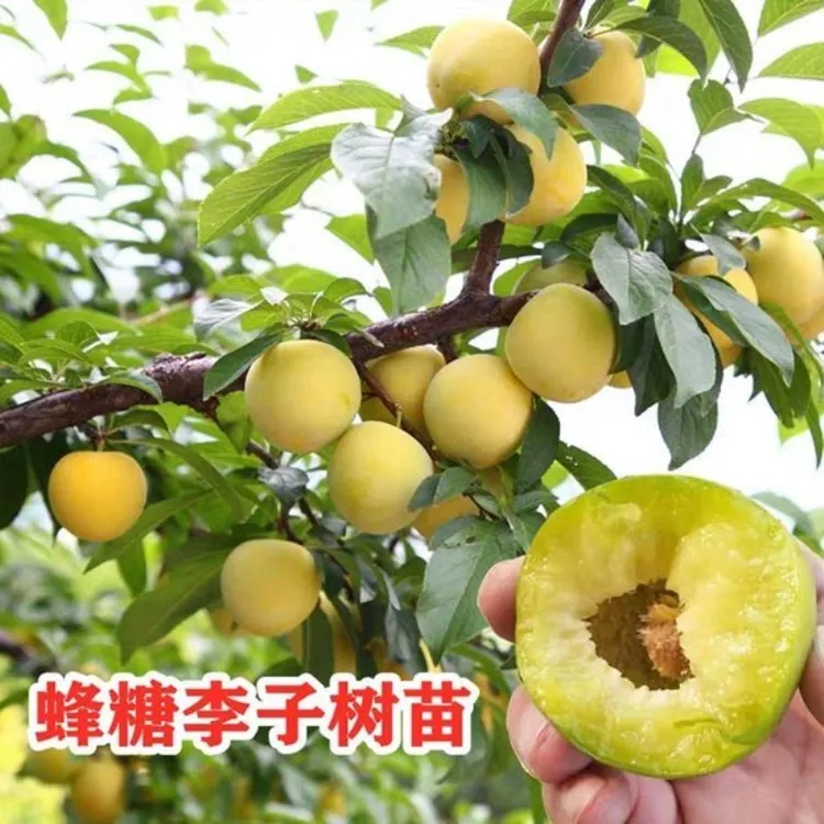 嫁接蜂糖李子苗 大红袍6月成熟 二代蜂蜜李子黄金桃苗盆栽地栽