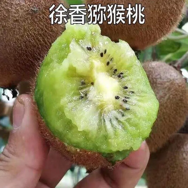 新品种果猕猴桃树苗绿心嫁接徐香猕猴桃苗南北方种植盆栽地栽