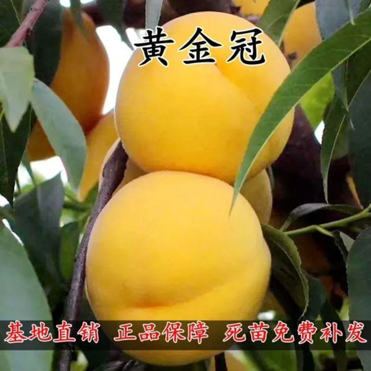 黄肉桃树苗黄金桃嫁接桃苗黄金果树冠桃子树苗南方北方种植果苗