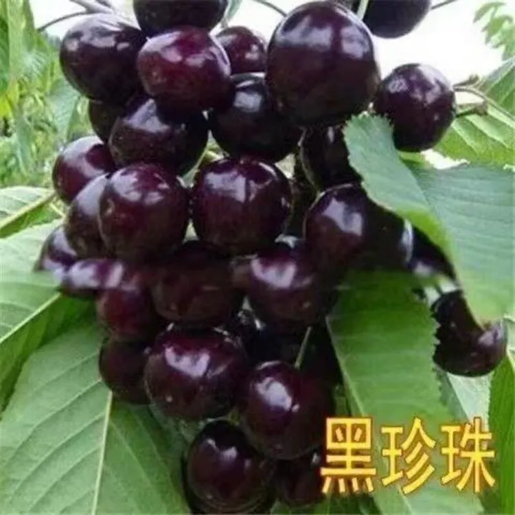 嫁接黑珍珠樱桃树苗庭院盆栽地栽车厘子樱桃南方北方种植当年结果
