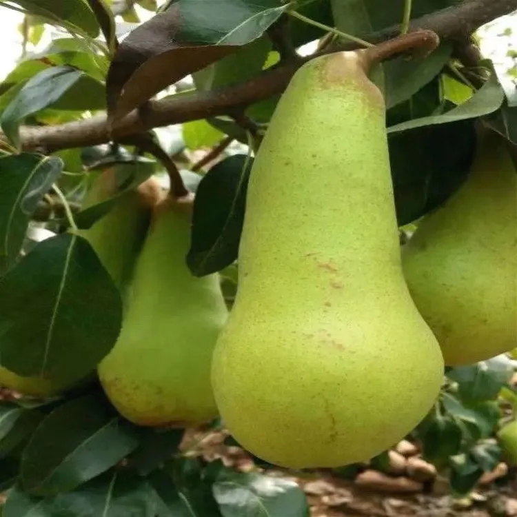 大果梨树苗新品种嫁接早熟阿巴特香梨冰糖苗盆栽地栽南方北方种植