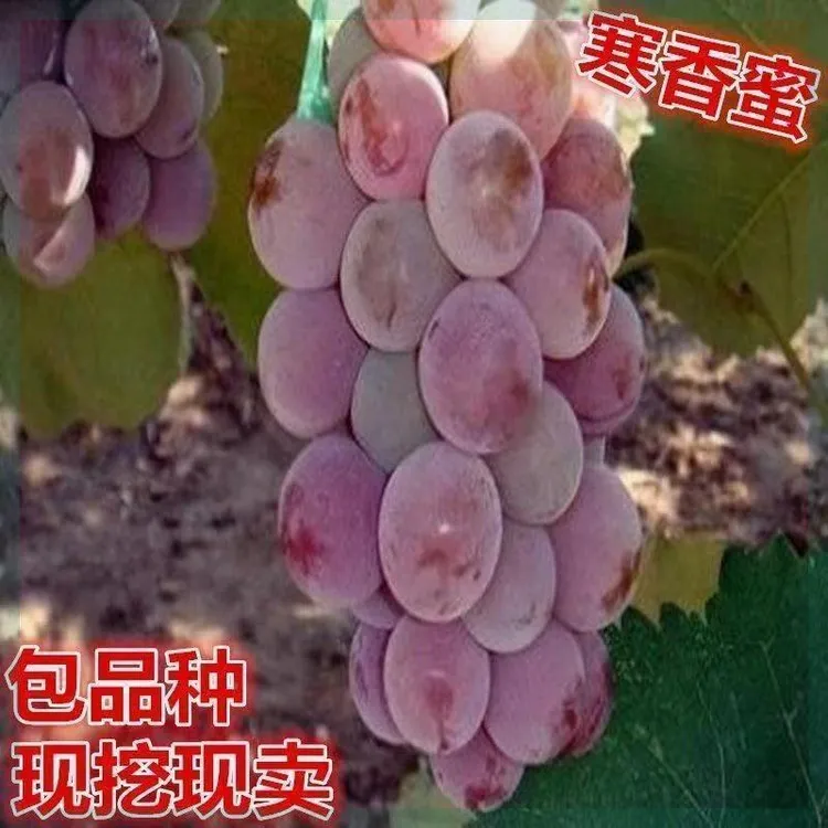 寒香蜜葡萄苗南北方种植庭院爬藤耐寒果树苗盆栽嫁接当年结果