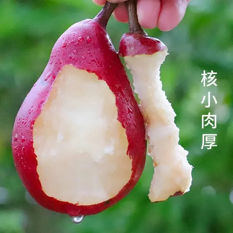 新品种红皮梨树苗红啤梨红梨树苗嫁接果苗南北方种植当年结果地栽