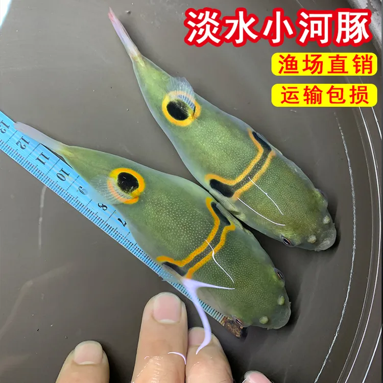 弓斑小河豚观赏鱼淡水潜水艇会生气的鱼皇冠斑马狗头巧克力娃娃鱼