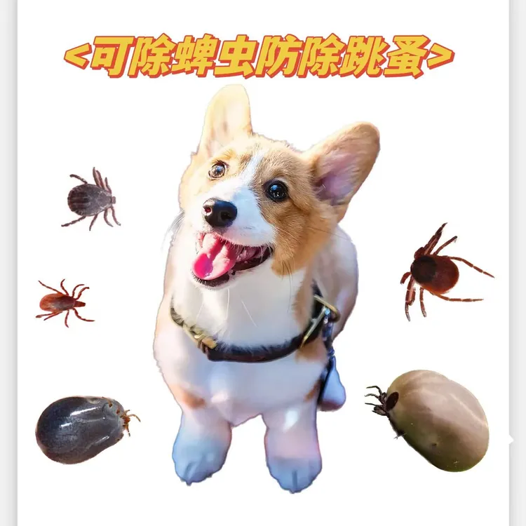 金毛犬拉布拉多犬宠物蜱虫跳蚤猫咪体外驱蜱虫跳蚤通用