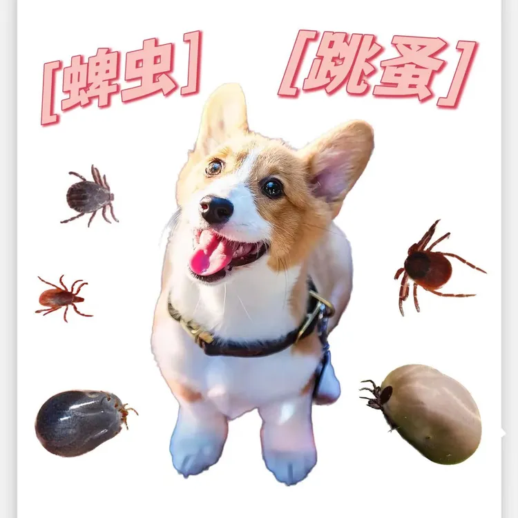 宠物驱虫粉猫狗通用除蜱虫跳蚤体内外驱虫粉免洗滑石粉蜱虫粉