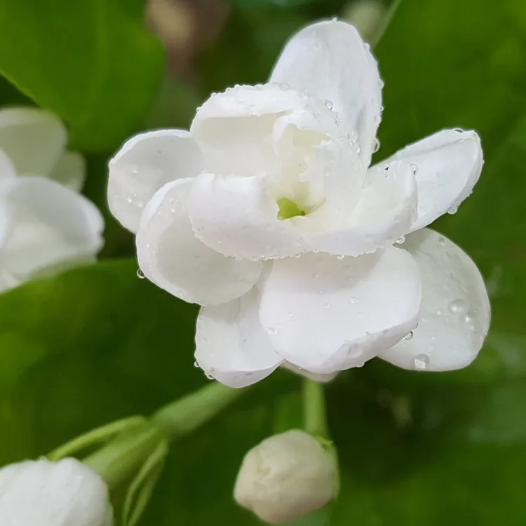 茉莉花盆栽四季直播卖花热卖横县重瓣香水茉莉清香阳台花卉盆栽