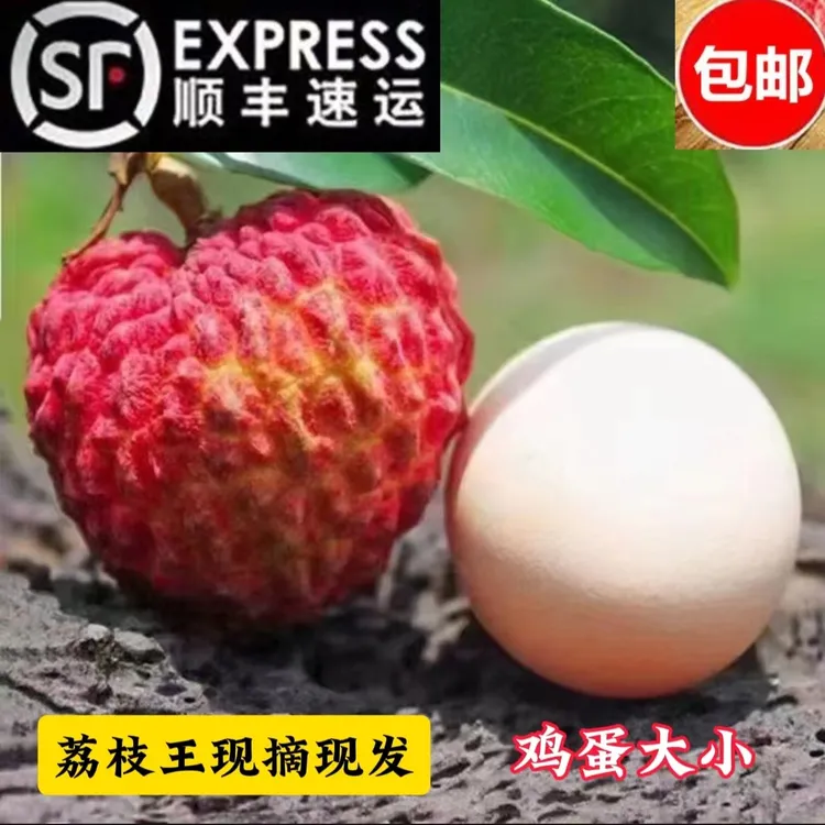 顺丰冷链包邮云南荔枝王鸡蛋大小新鲜荔枝王高山种植荔枝现摘现发
