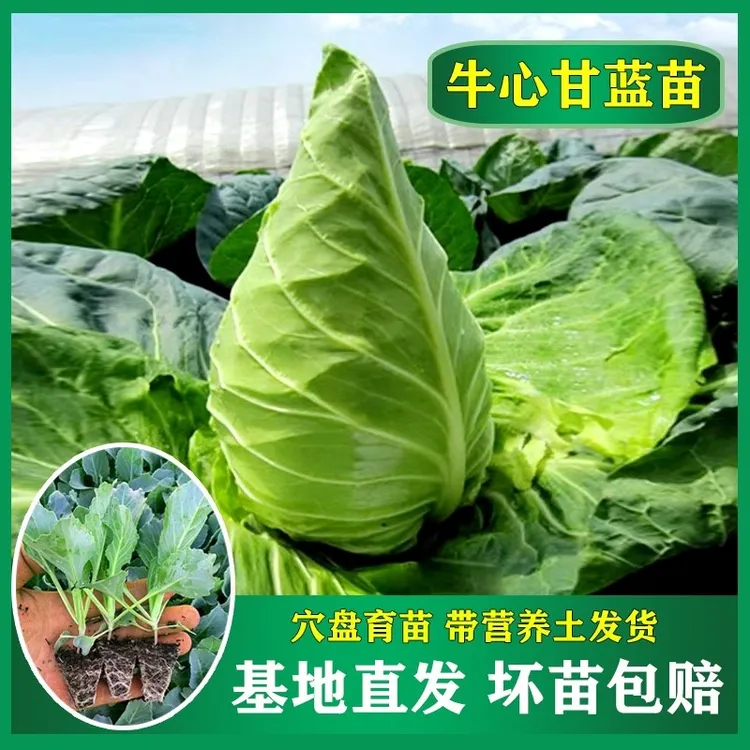 牛心甘蓝秧苗秋冬耐寒蔬菜种苗包菜带土牛心甘蓝苗紫包菜绿包菜苗