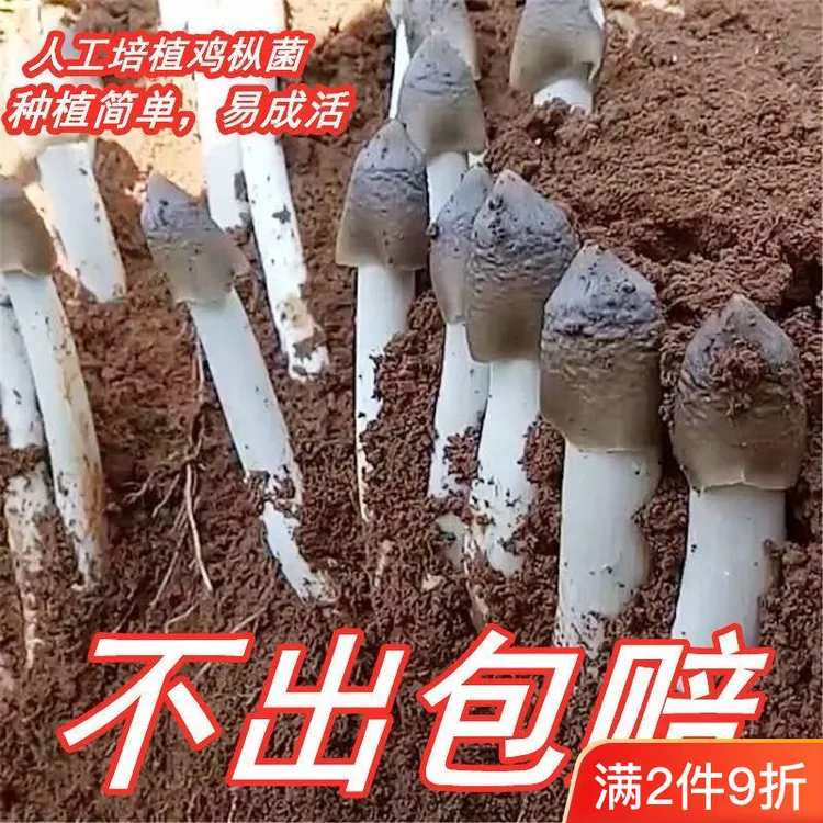云南鸡枞菌菌种家种人工种植菌包蘑菇菌种鸡枞菌菌种菌种菌包高产