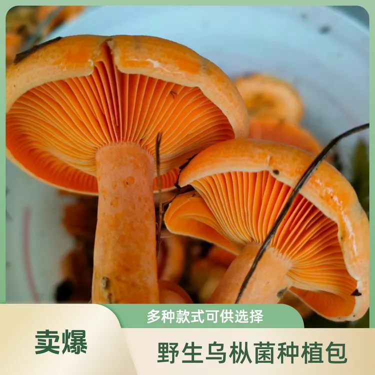 农用黄纵菌乌纵菌种菌包乌从枞菌菌种枞树菌松树菌高产蘑菇菌种包