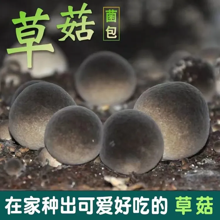 草菇菌种特级优质菌菌种菌包菌种家种室内阳台庭院户外四季可种