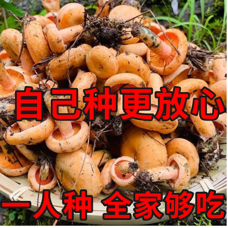 野生松树菌种乌枞菌包高产优质菌包菌种家种黄枞菌枞树菌阳台庭院