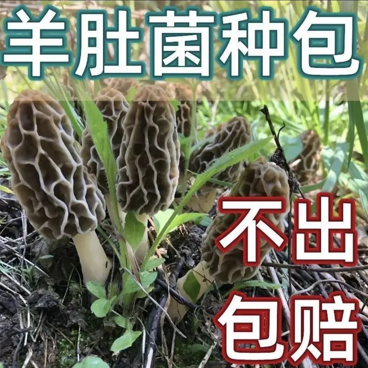 野生羊肚菌种菌包居家室内庭院培植四季可种菌种家种可食用蘑菇菌