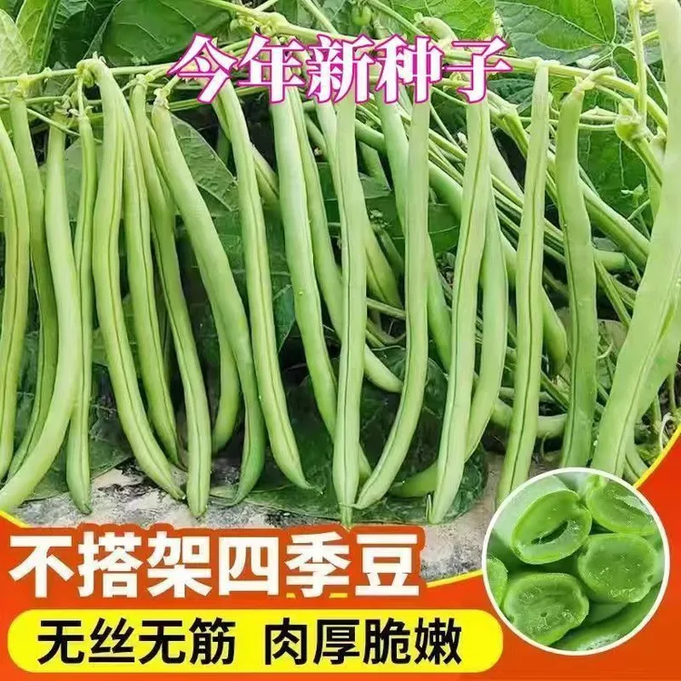 无架四季豆种子早熟高产矮生豆角豇豆盆栽地栽蔬菜种子G商品图