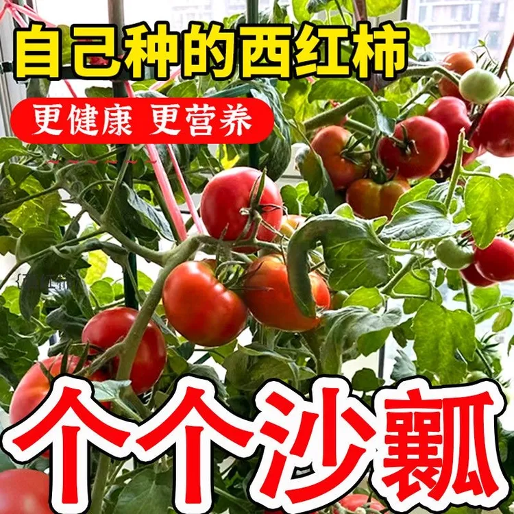 沙瓤番茄西红柿种子蔬菜种子大全大粉普罗旺斯千禧圣女果粉直发G