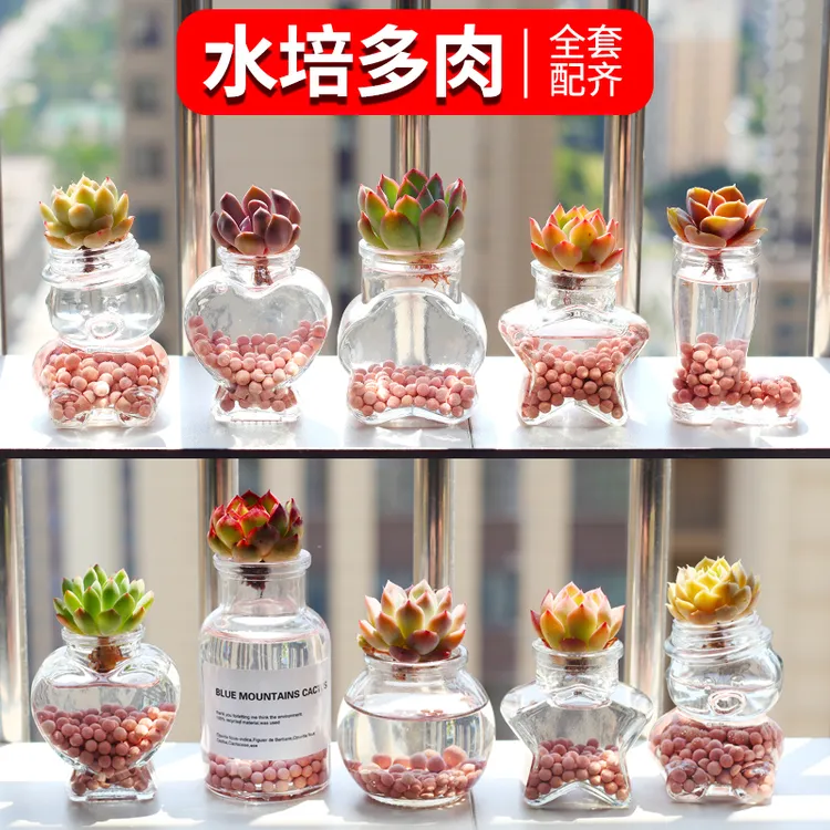 【新手好养】水培多肉植物组合盆栽桌面居家小摆件办公室阳台绿植