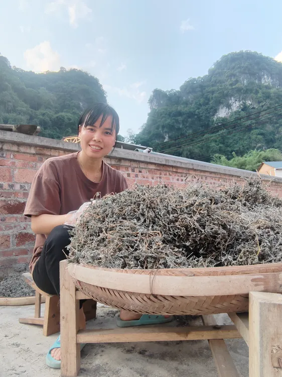 原生态广西野生藤茶 冲泡即喝