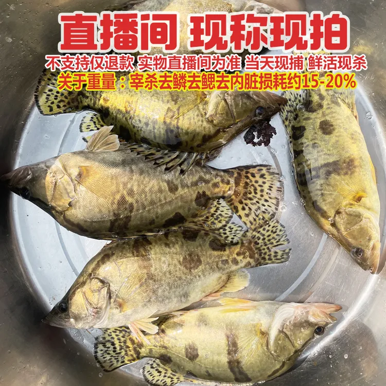 新鲜生态大小桂鱼鳜鱼  现挑现选鲜活称重宰杀后有损耗  一物一拍