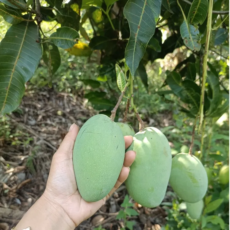 云南红河特产现摘新鲜芒果蔓耗蜜芒净重9.5斤