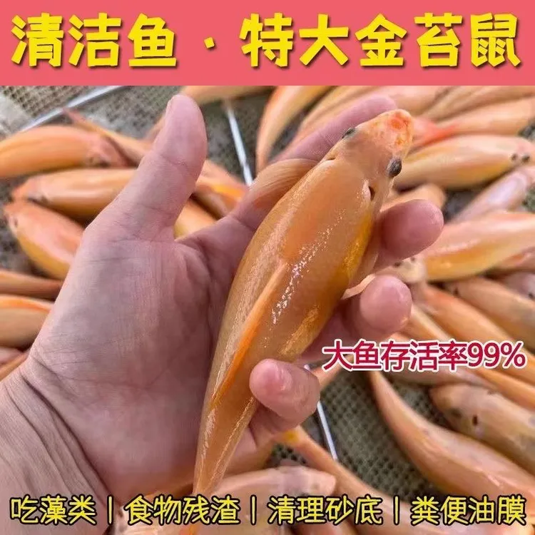 清苔鼠金苔鼠鱼热带观赏鱼清道夫鼠鱼鱼缸除藻鱼清洁鱼活体工具鱼