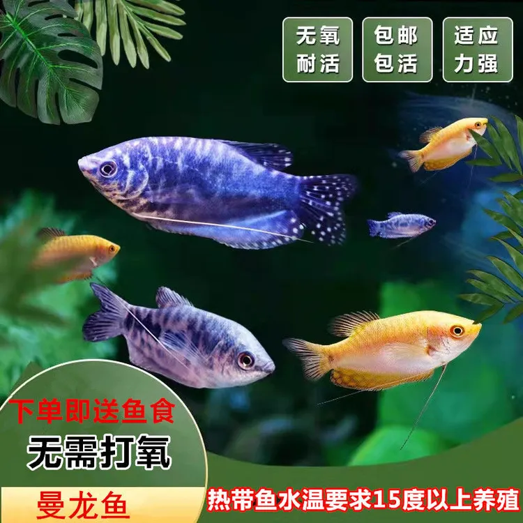 曼龙鱼血五彩招财丽丽热带观赏鱼吃蛋白虫鱼好养耐活蓝黄曼龙鱼