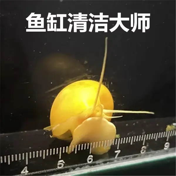 黄金螺观赏螺鱼缸清洁工具淡水除藻螺吃藻螺