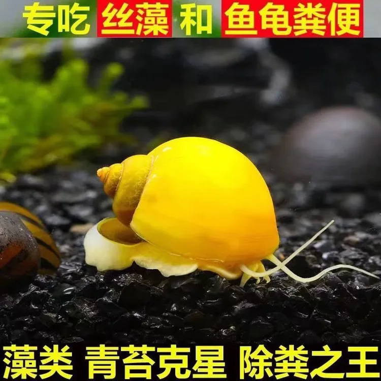 黄金螺观赏螺鱼缸清洁工具淡水除藻螺吃藻螺