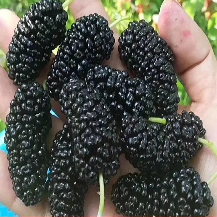 鲜桑葚新鲜每天现摘现发鲜果时令水果黑桑果孕妇水果泡酒