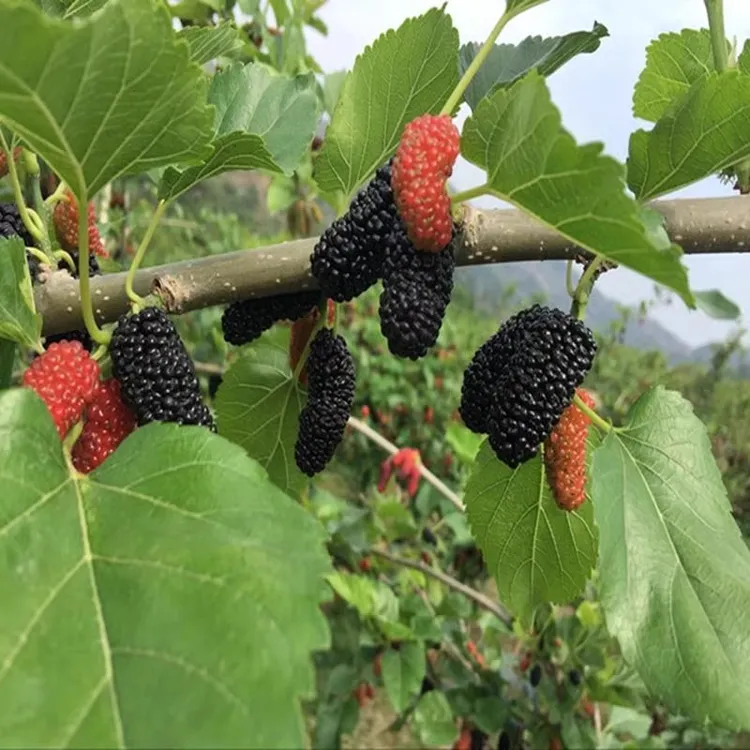 新鲜桑葚果顺丰空运现摘黑桑椹孕妇时令水果酵素泡酒桑果