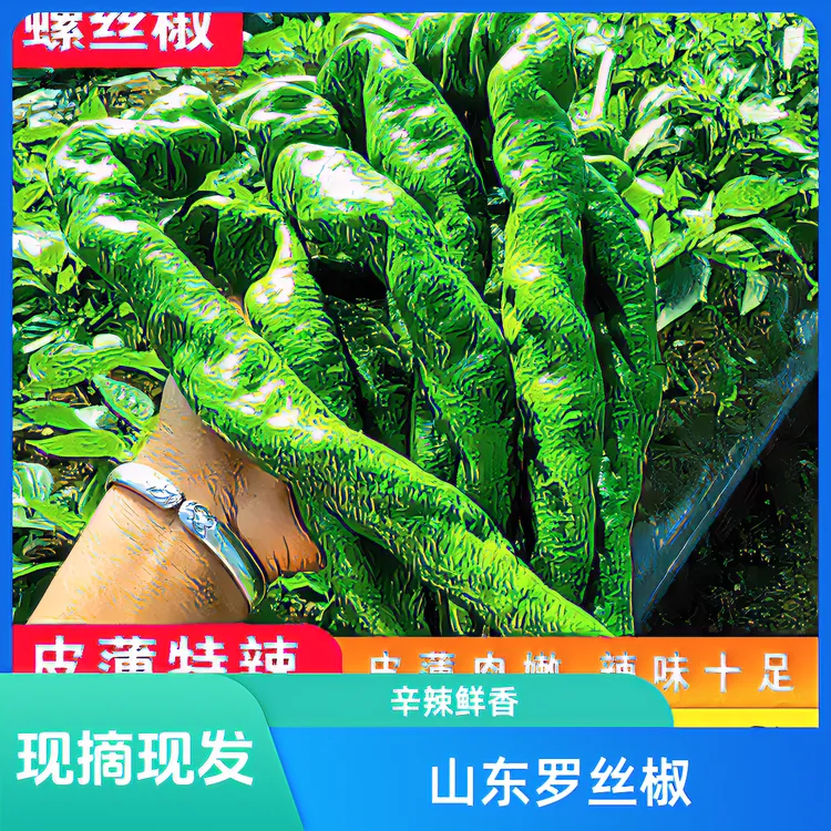 山东罗丝椒现摘现发辛辣鲜现摘现发