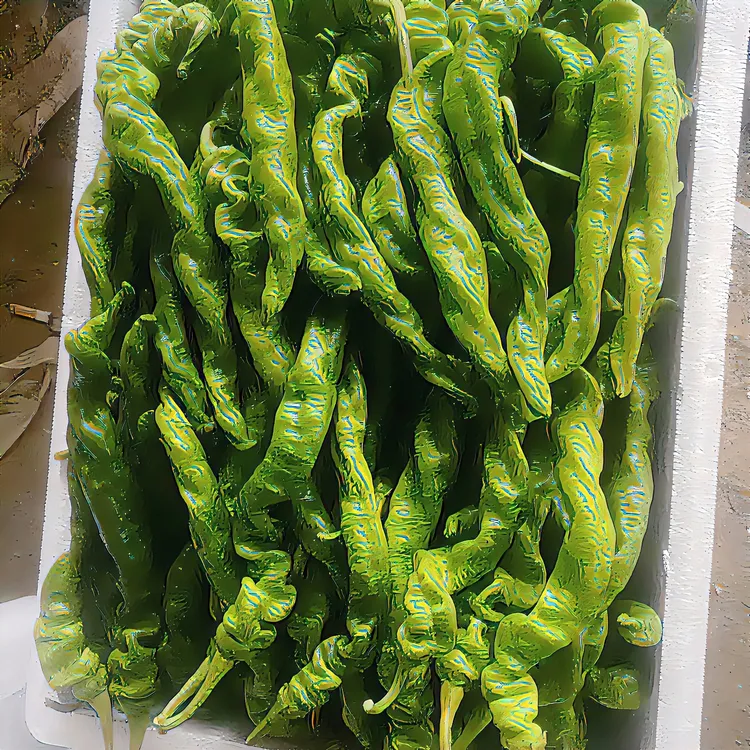 山东罗丝椒新鲜脆嫩现摘现发菜园抖音直达青椒辣椒农家菜