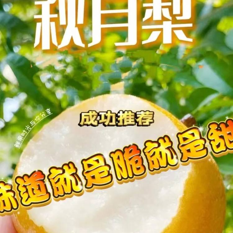 山东秋月梨脆甜多汁皮薄爽口肉质细腻口感甘甜汁水丰盈水润脆嫩