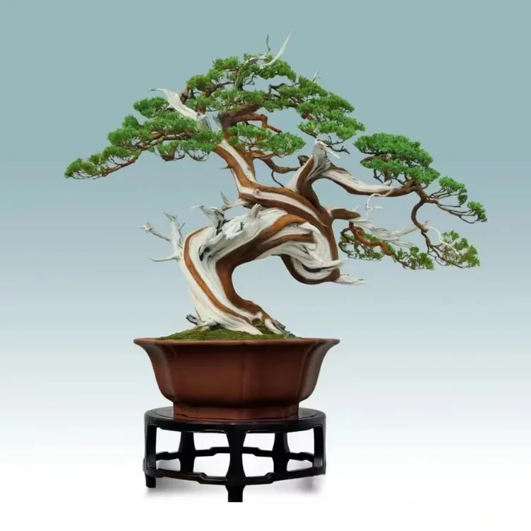 罗汉松高端精品水杨梅罗汉松四季米叶红芽珍珠客厅盆栽植物迎客松