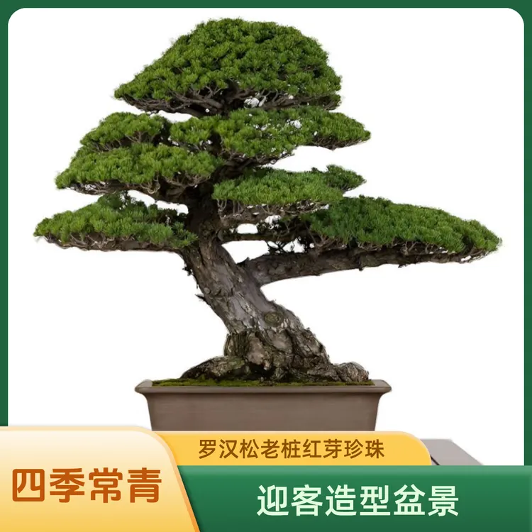 客厅四季红芽客厅庭院客厅招财树风水大型风水盆景植物室内罗汉松