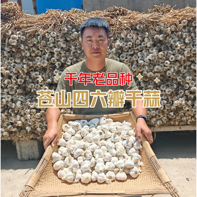 2025年新蒜苍山四六瓣有机绿色老品种蒜味浓大蒜鲜香黏辣3斤/5斤