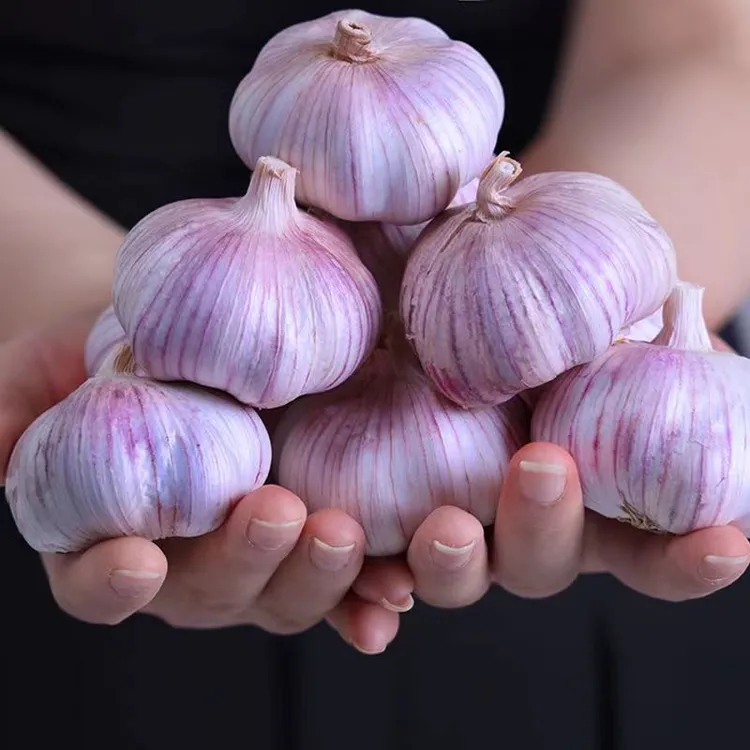 【新客福利】金乡紫皮大蒜新干蒜子新鲜红皮大蒜头优质干蒜批发便宜