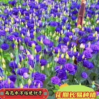 耐冻洋桔梗种子大花重瓣开花可种阳台地栽耐寒耐热懒人子