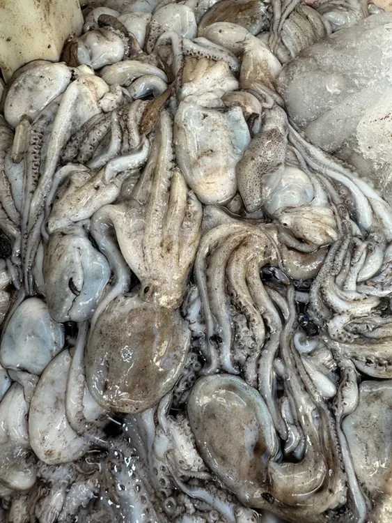 【短腿八爪鱼】杏树屯本地八稍/八爪鱼/3斤顺丰包邮